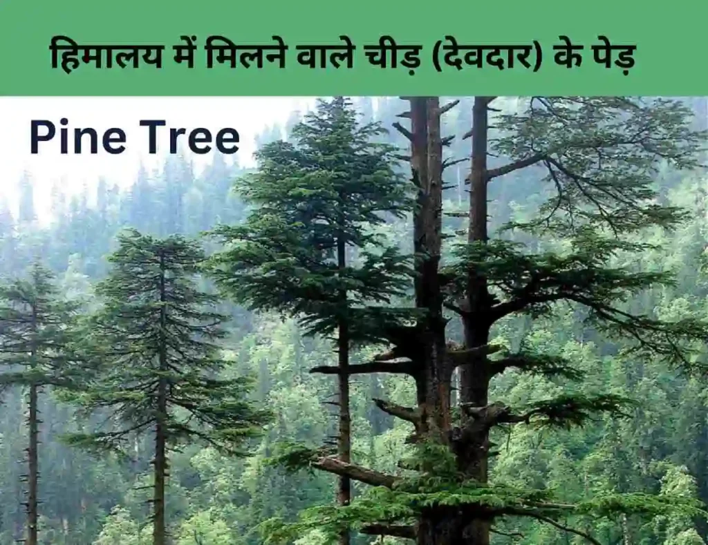 Pine Tree in Hindi