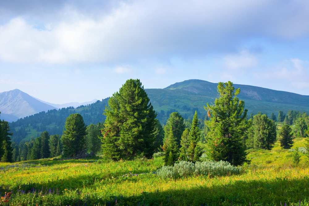 pine tree images